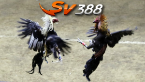 Đá gà trực tiếp sv388