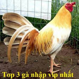 Top 3 gà nhập vip