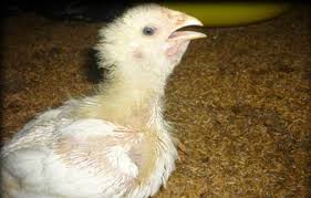 bệnh nấm phổi ở gà
