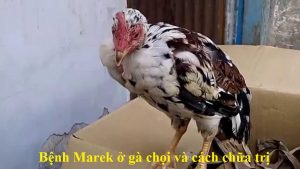 Bệnh Marek ở gà chọi