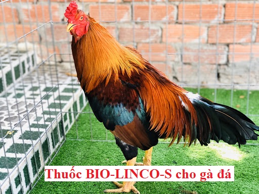 thuốc BIO-LINCO-S