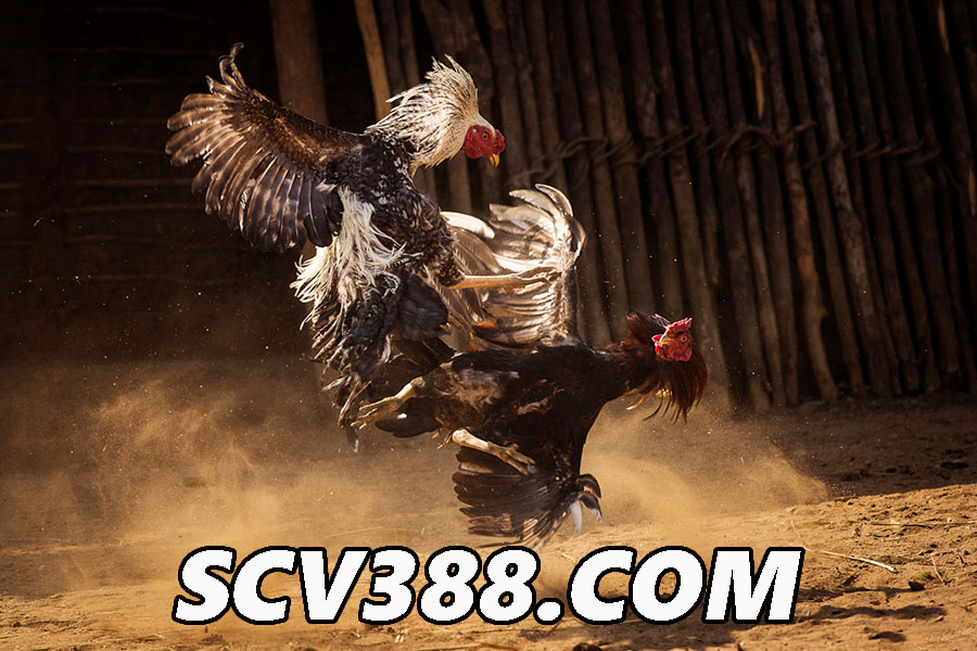 SCV388